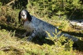 Setter Anglais GINIUS DE LA CROIX DU BUCHERON Setter Anglais GINIUS DE LA CROIX DU BUCHERON